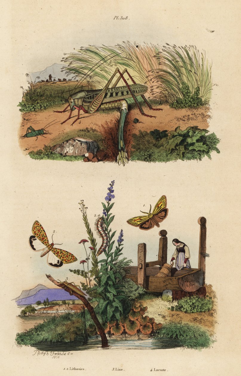 Dişi siğil ısıran çekirge yumurta bırakıyor, Decticus verrucivorus 4, tüylü uşak, Spiris striata 1 ve kızıl benekli uşak, Utetheisa pulchella 2 ve Lixus paraplecticus böceği 3. Lithosies, lixe, locuste by Unbekannt