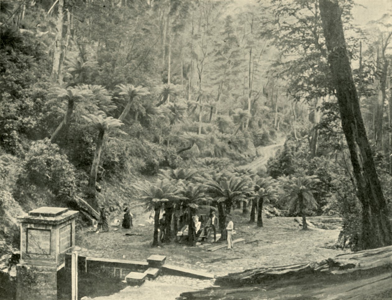 Eğreltiotu Ağacı Bower ve Pisti, Wellington Dağı, 1901. by Unbekannt