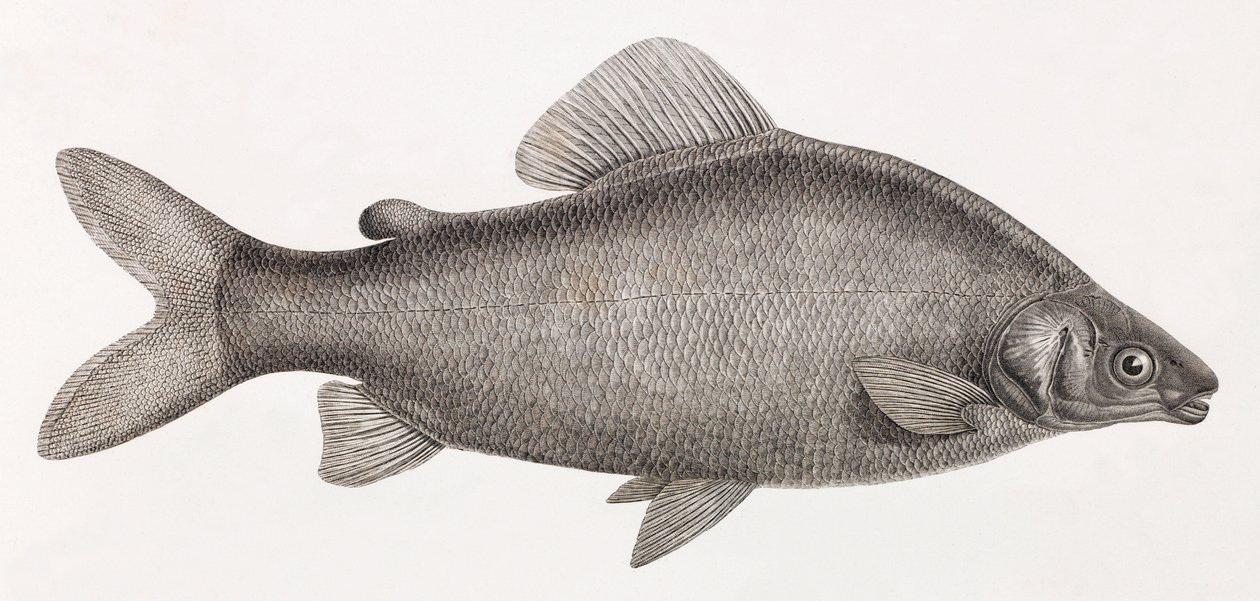Balık: Le Characin Nefasch by Unbekannt