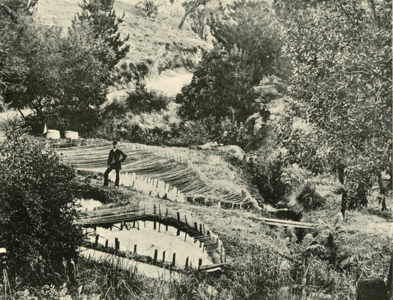 Balık Havuzları, Ercildoune, Ballarat yakınları, 1901. by Unbekannt