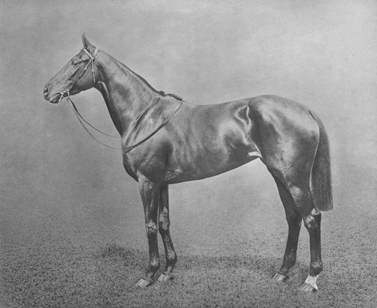 yetenek, 1911 by Unbekannt