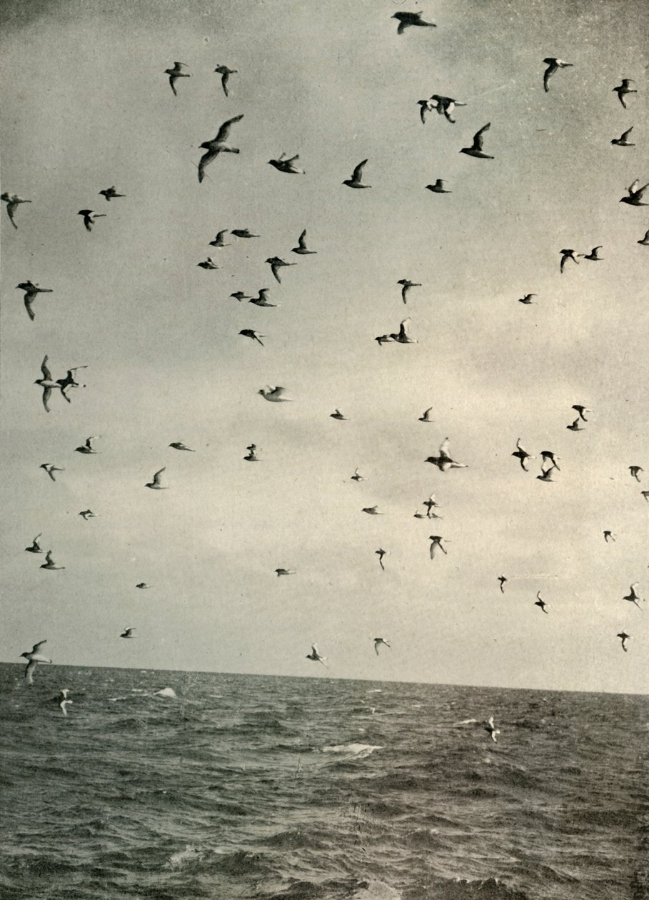 Antarktika Petrels