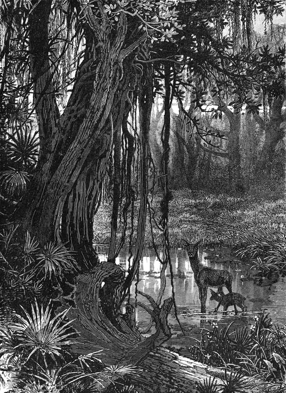 Florida Everglades, ABD, c1885 by Unbekannt