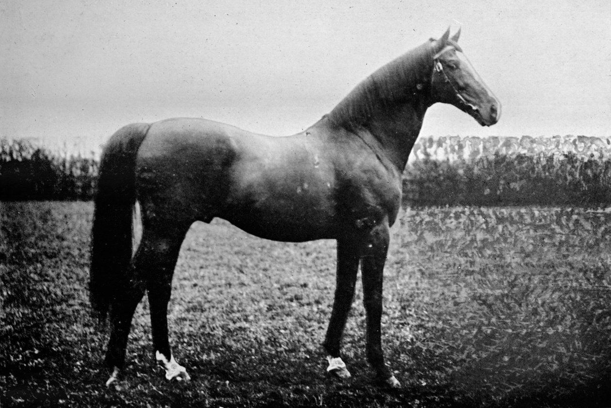 Florizel II, 1911 by Unbekannt