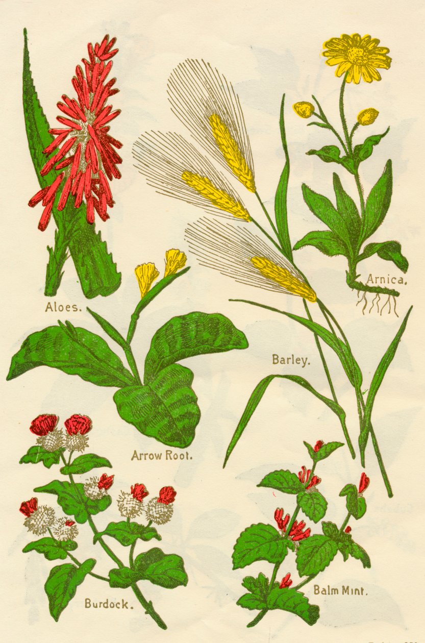 Çiçekler: Aloes, Arnica, Ok Kökü, Arpa, Balsam Nane, Dulavratotu, c1940. by Unbekannt