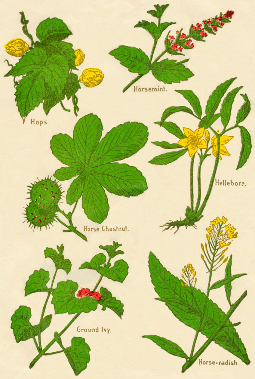 Çiçekler: Şerbetçiotu, Nane, At Kestanesi, Hellebore, Yer Ivy, Horse-turp, c1940 by Unbekannt