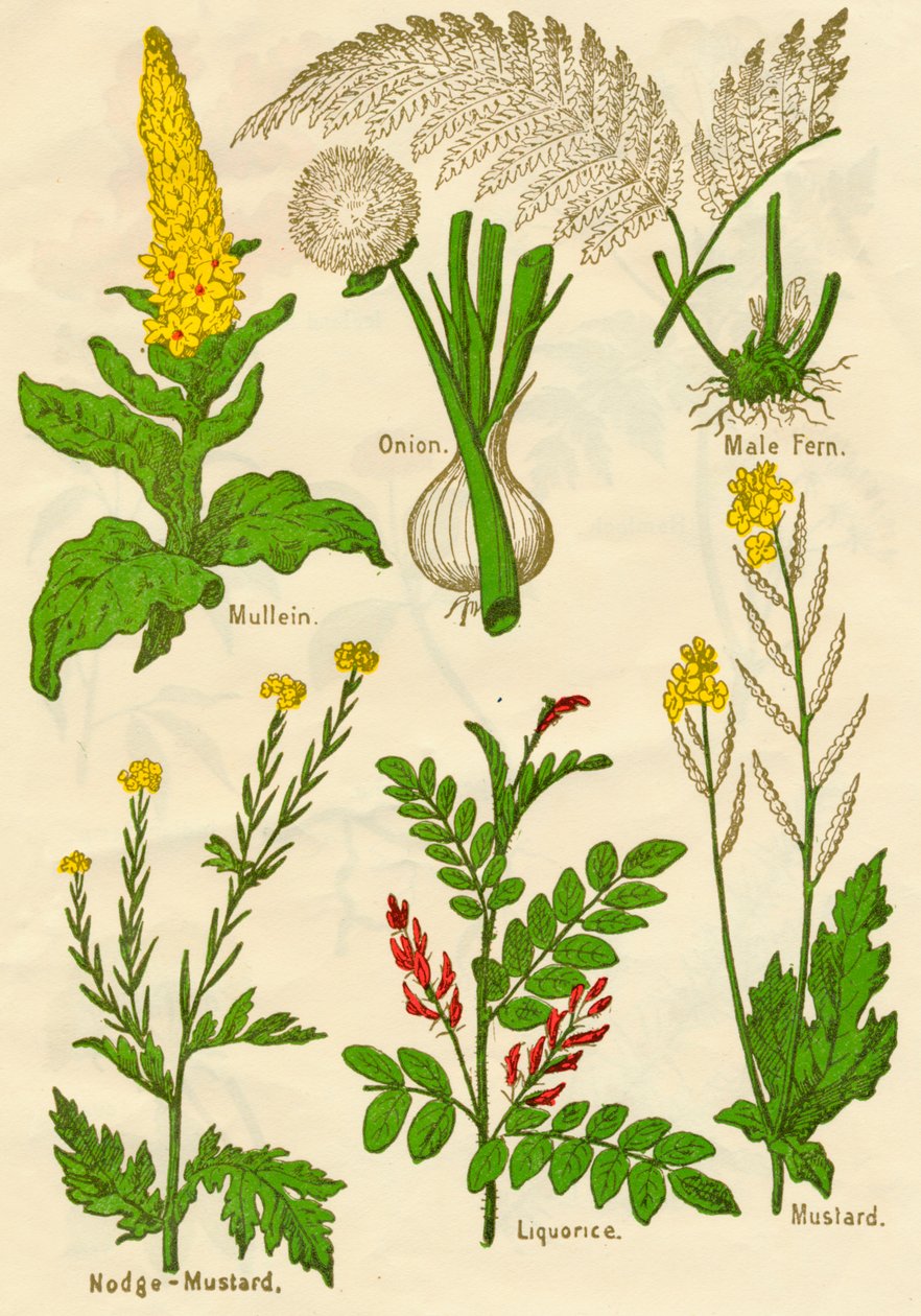 Çiçekler: Mullein, Soğan, Erkek Eğreltiotu, Nodge-Hardal, Meyankökü, Hardal, c1940 by Unbekannt