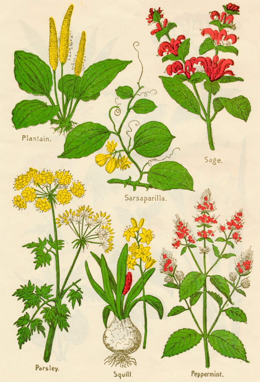 Çiçekler: Muz, Sarsaparilla, Adaçayı, Maydanoz, Squill, Nane, c1940 by Unbekannt