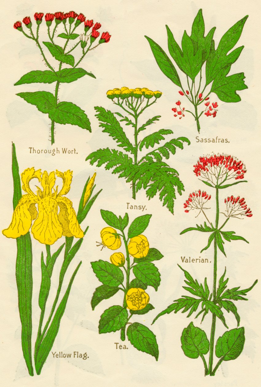 Çiçekler: Tam Kantaron, Tansy, Sassafras, Kediotu, Sarı Bayrak, Çay, Kediotu, c1940 by Unbekannt