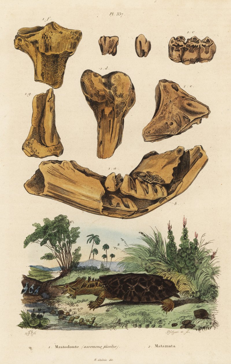 Soyu tükenmiş bir Amerikan mastodonunun fosil kemikleri, Mammut americanum 1 ve mata mata, Chelus fimbriata 2 by Unbekannt