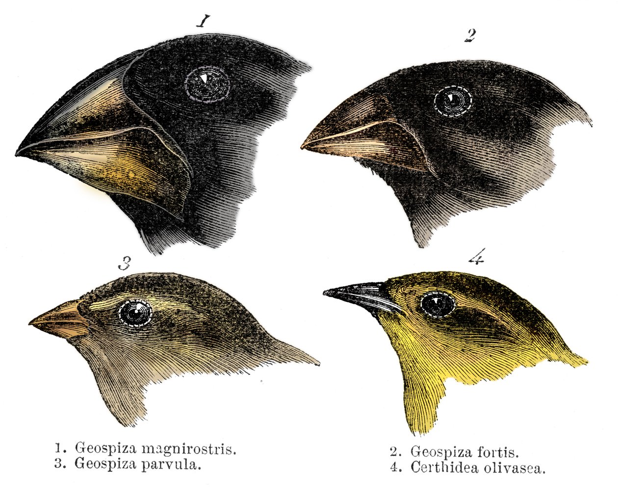 Darwin tarafından Galapagos Adaları