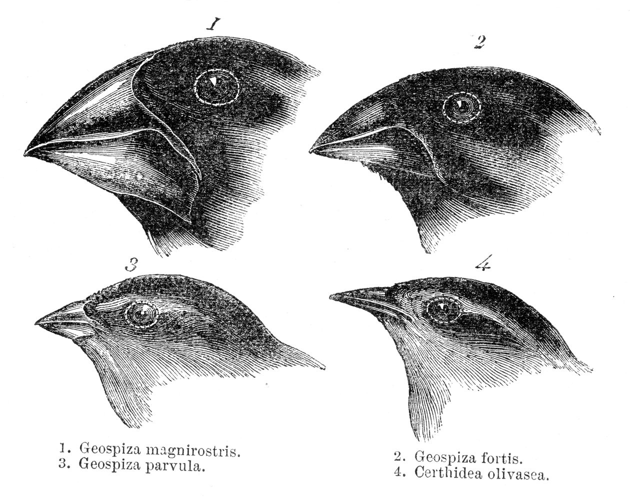 Darwin tarafından Galapagos Adaları