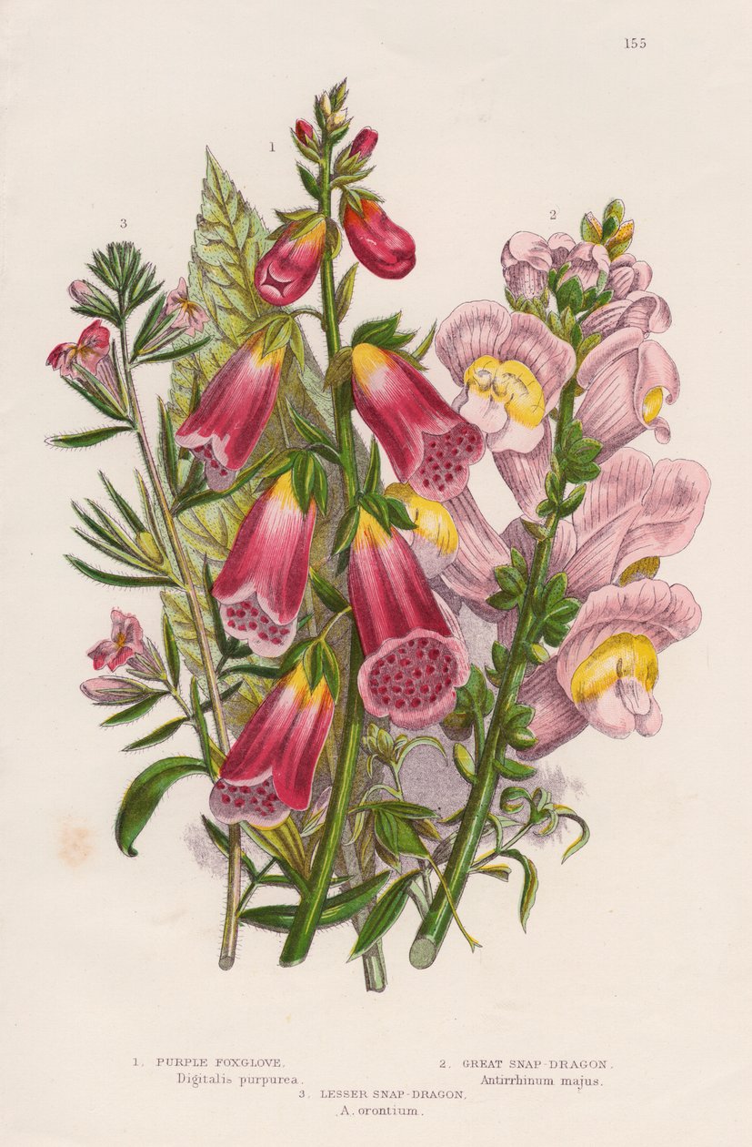 Foxglove Digitalis purpurea merkezi, c1885. by Unbekannt