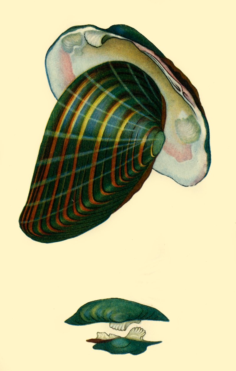 Tatlı su midyesi, 1801, 1946. by Unbekannt