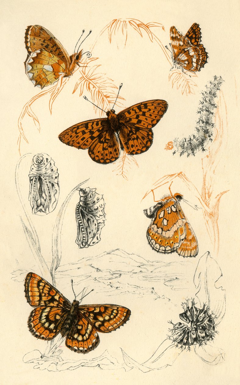 Fritillary kelebekler, 19. yüzyıl. by Unbekannt