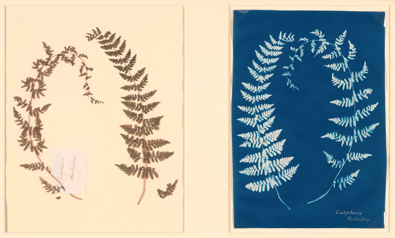 Hatton Fern Albümünden, c. 1850. by Unbekannt