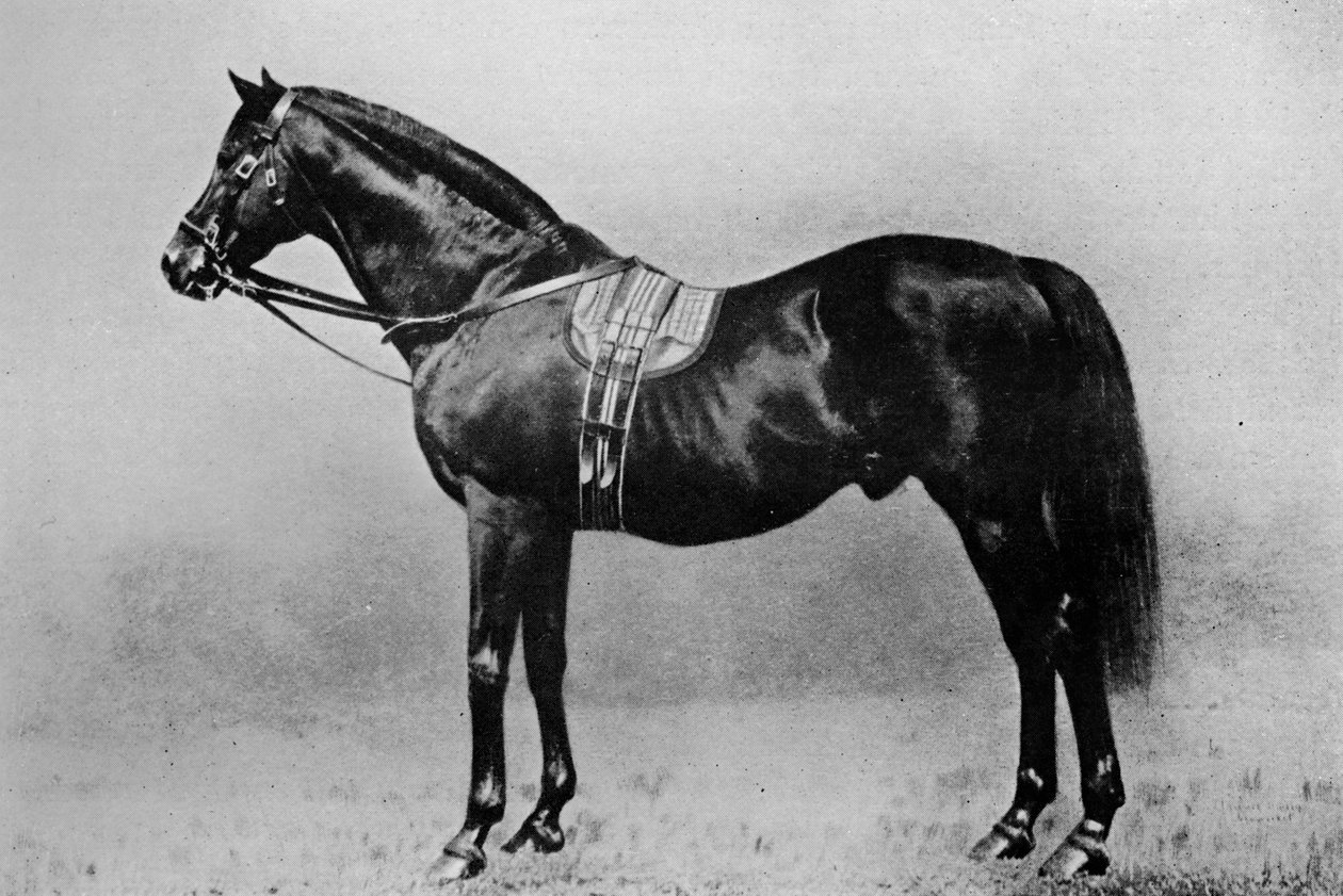 Galopin, 1872-1899, 1911 by Unbekannt