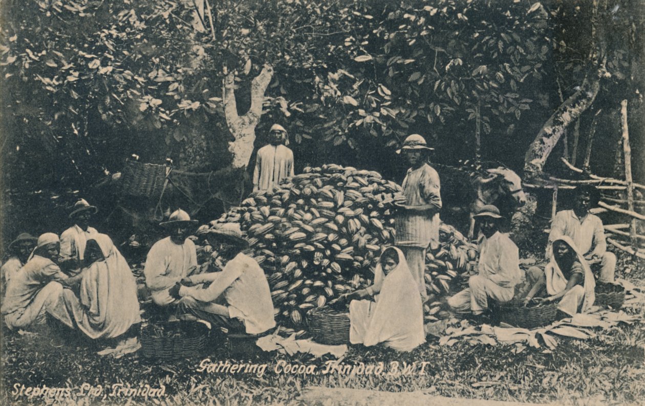 Kakao Toplama, Trinidad, B.W.I., 20. yüzyılın başlarında. by Unbekannt