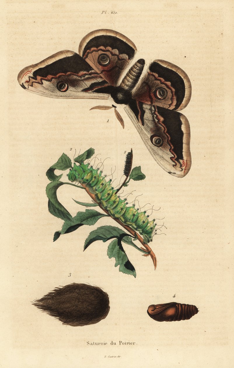 Dev tavus kuşu güvesi veya dev imparator güvesi, tırtıl ve pupa ile Saturnia pyri by Unbekannt