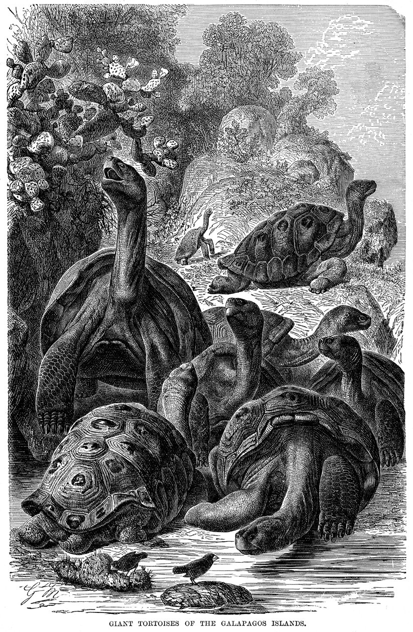 Darwin tarafından gözlemlenen Galapagos Adaları