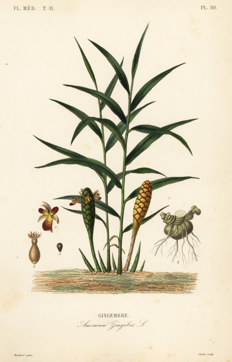 Zencefil veya zencefil kökü, Zingiber officinale, Amomum zingiber, Gingembre by Unbekannt