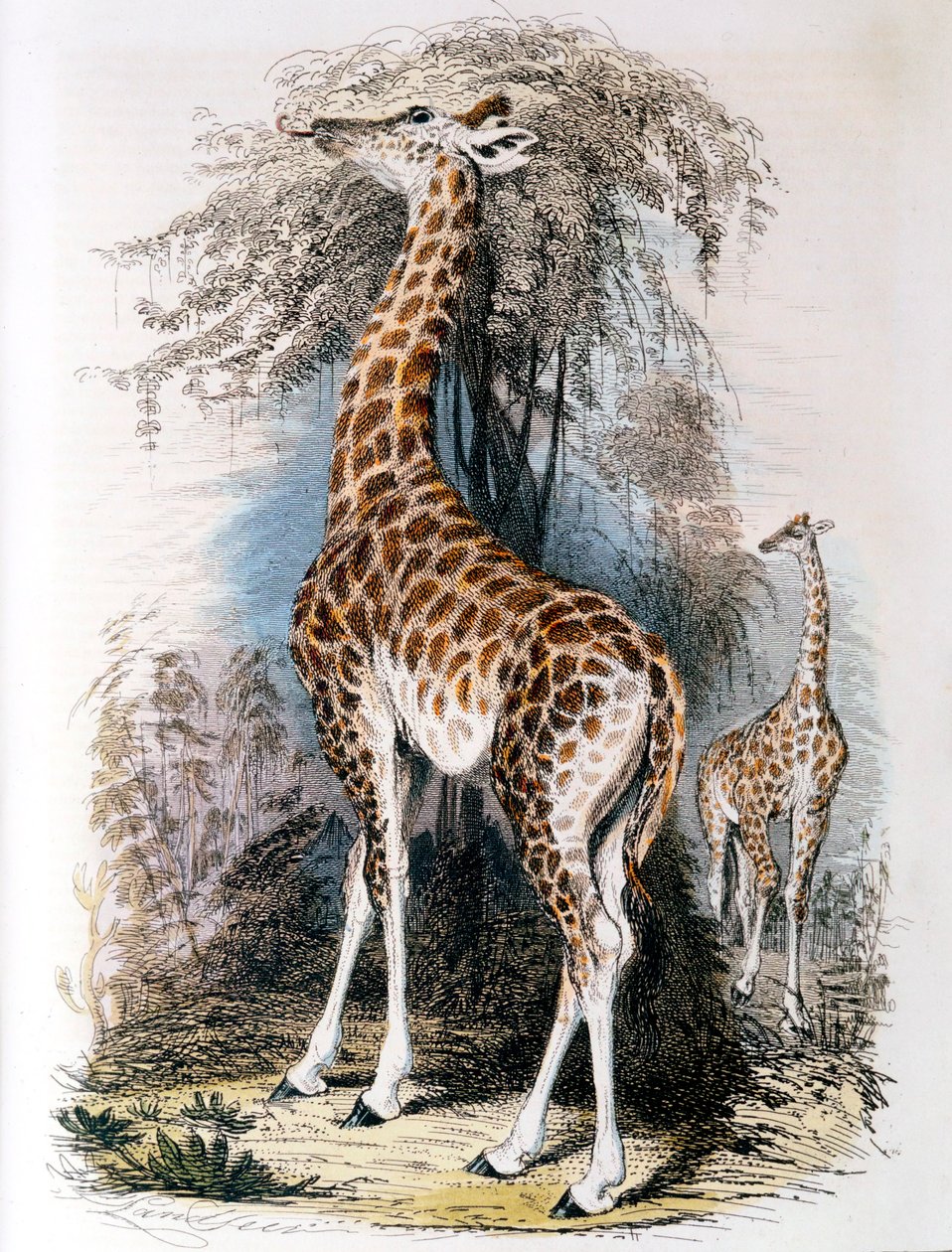Bir ağaç üzerinde gezinen zürafa, 1836 by Unbekannt