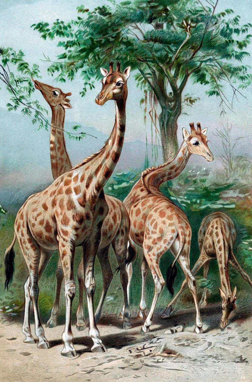 Zürafalar tarama, c1885 by Unbekannt