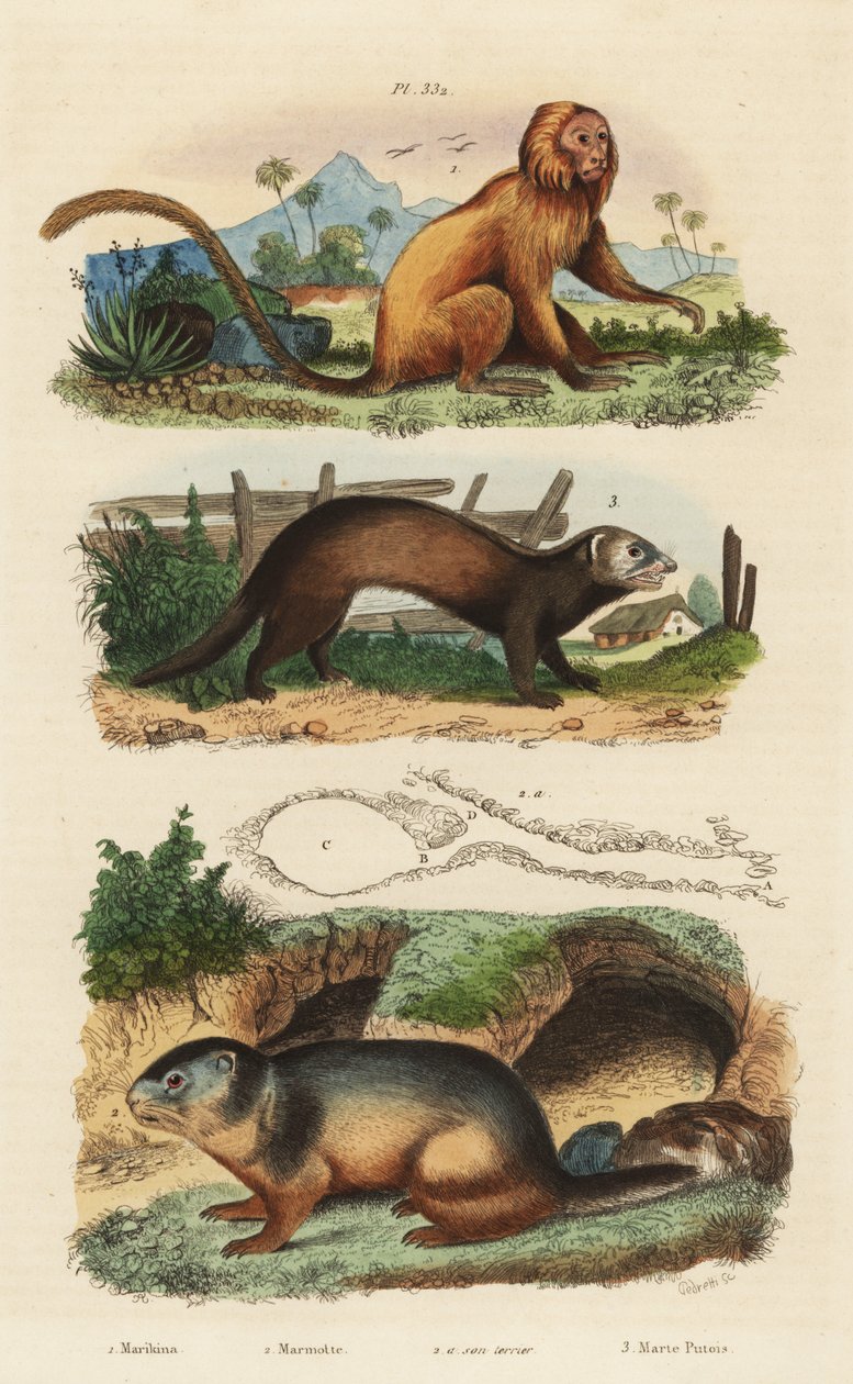 Altın aslan demirhindi, Leontopithecus rosalia, nesli tükenmekte olan 1, dağ dağ sıçanı, Marmota marmota 2 ve ineği ve gelincik veya sansar, Mustela putorius 3 by Unbekannt