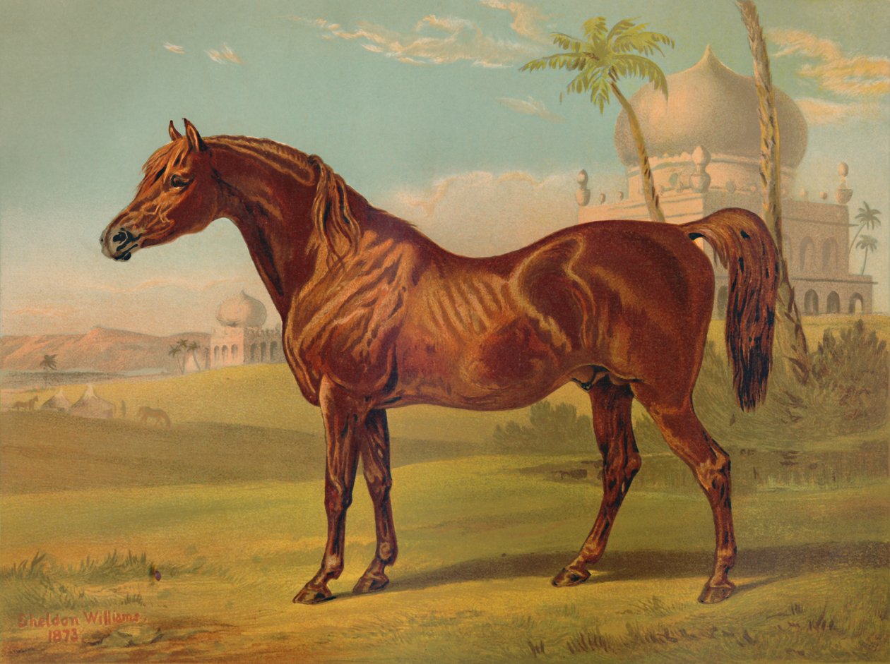 Goldie, Yüksek Sınıf Arap, c1879. by Unbekannt