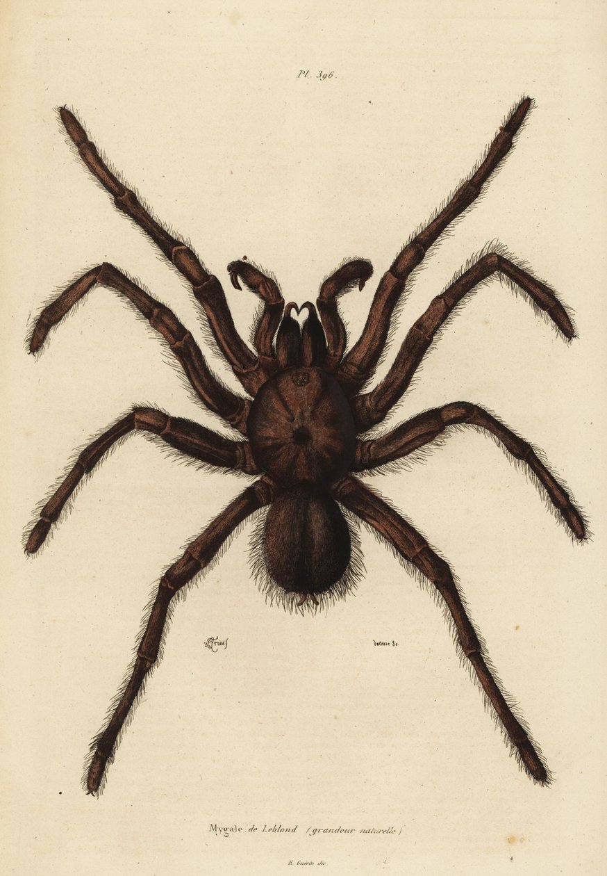 Goliath kuş yiyici örümcek, Theraphosa Blondei by Unbekannt