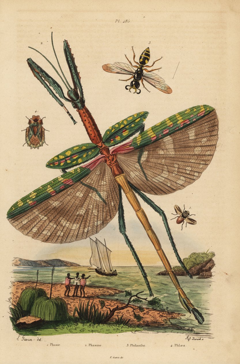 Goliath sopa böceği, Eurycnema goliath, sinek, Phasia türleri, arı öldüren yaban arısı, Philanthus triangulum, ağaç kabuğu böceği, Phloea corticata by Unbekannt