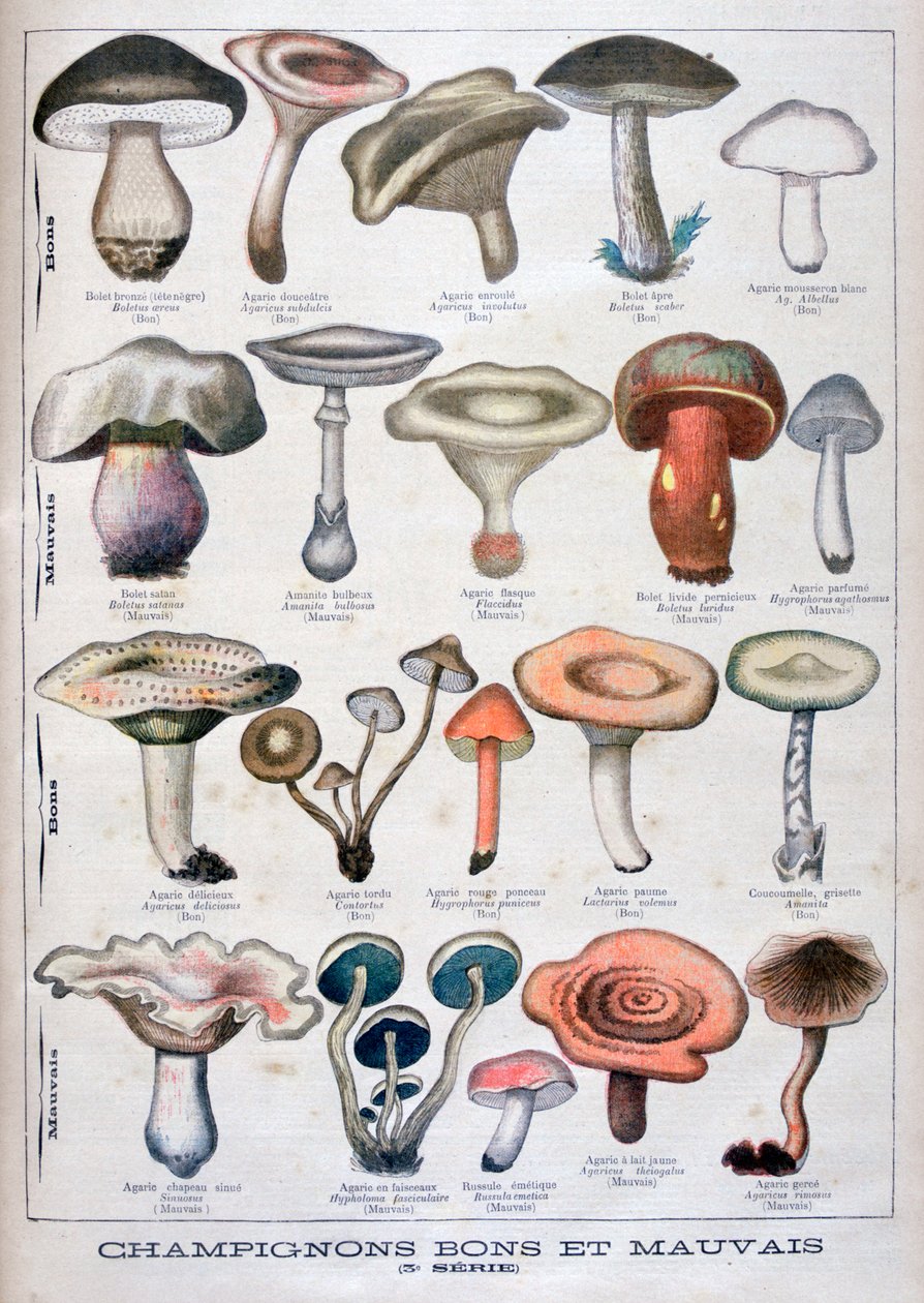 İyi ve kötü mantarlar, 1896 by Unbekannt