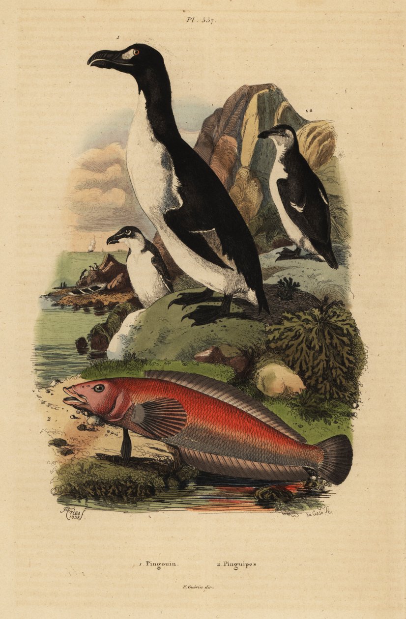 Büyük auk, Pinguinus impennis 1, exctinct ve Brezilya çöreği, Pinguipes brasilianus 2 by Unbekannt
