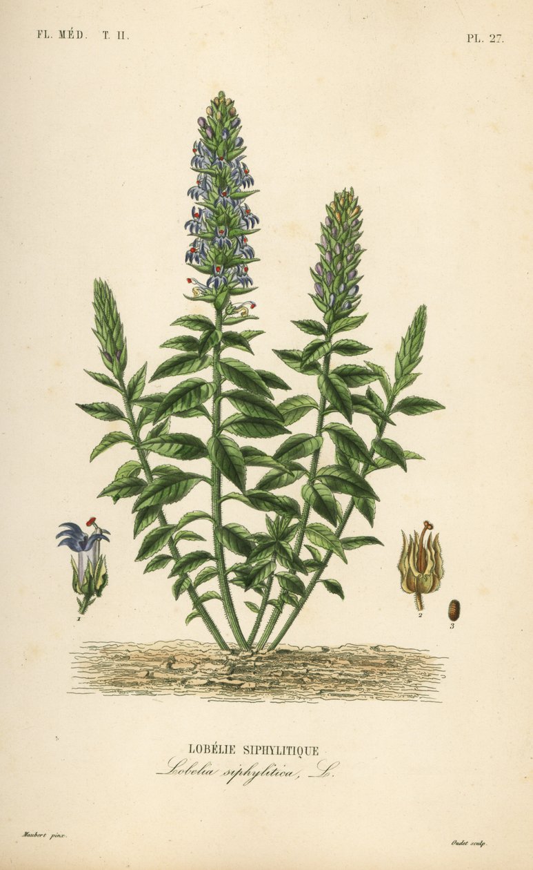 Büyük mavi lobelia, Lobelia siphilitica, Lobelia siphilitica, Lobelia syphilitique by Unbekannt