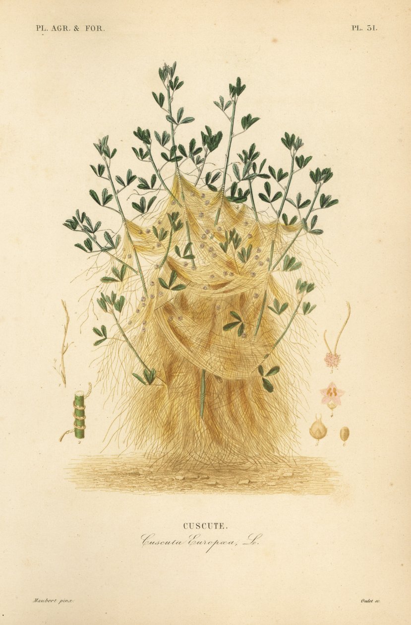 Büyük küsküt veya Avrupa küsküt, Cuscuta europaea, cuscute by Unbekannt