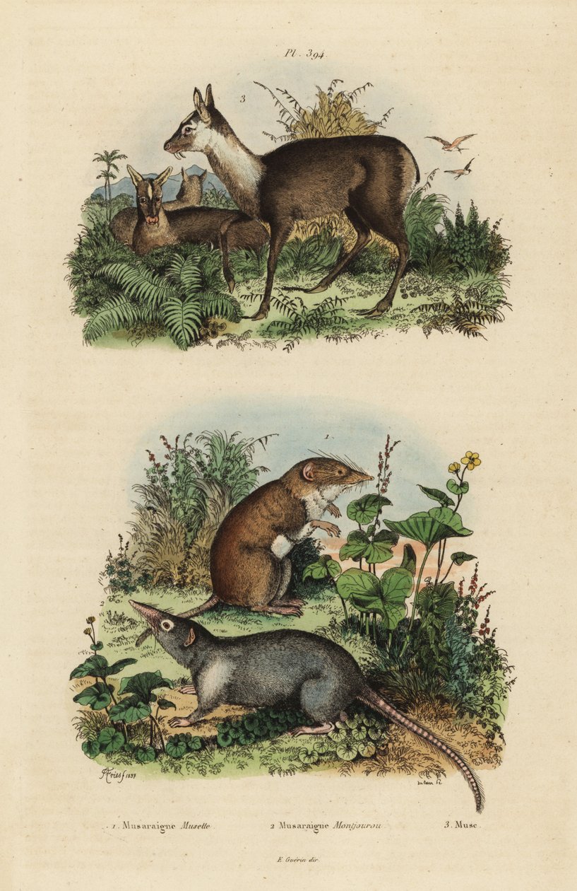 Büyük beyaz dişli kır faresi, Crocidura russula 1, gri misk kır faresi, Suncus murinus 2 ve esmer misk geyiği, Moschus fuscus, nesli tükenmekte olan 3 by Unbekannt