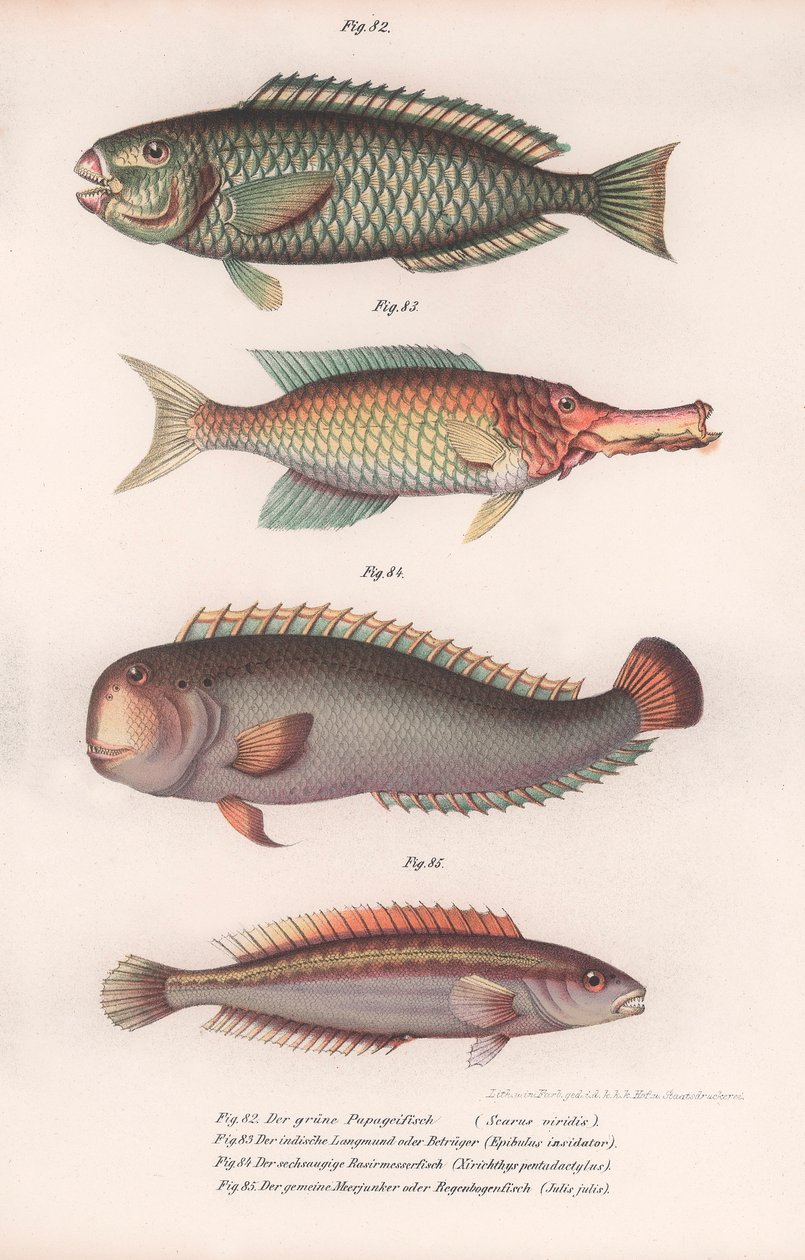 Yeşil Papağan Balığı. Hint longmouth, Rasirnesser, Wrasse, 1850