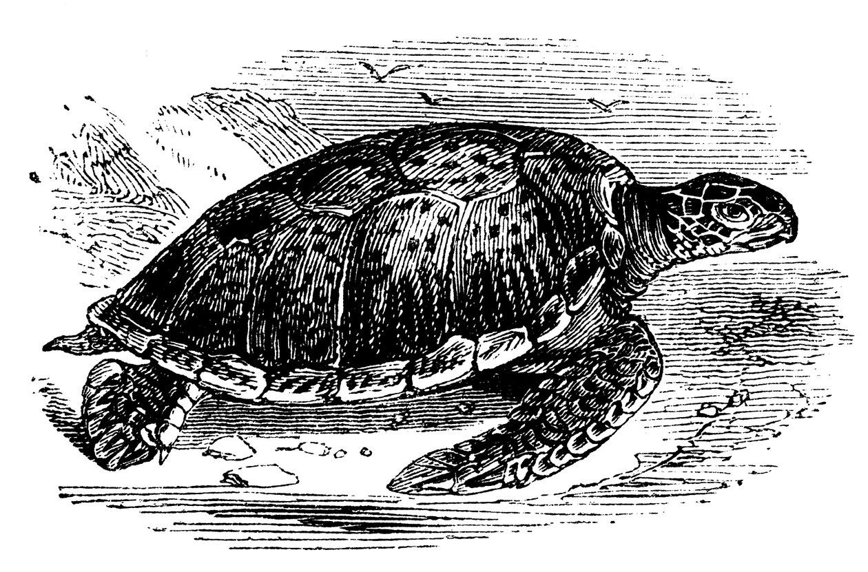 Yeşil Kaplumbağa Chelone mydas, c1890 by Unbekannt