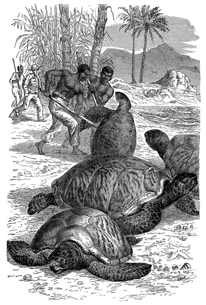Yeşil Kaplumbağanın avcılar tarafından yakalanması, 1884 by Unbekannt