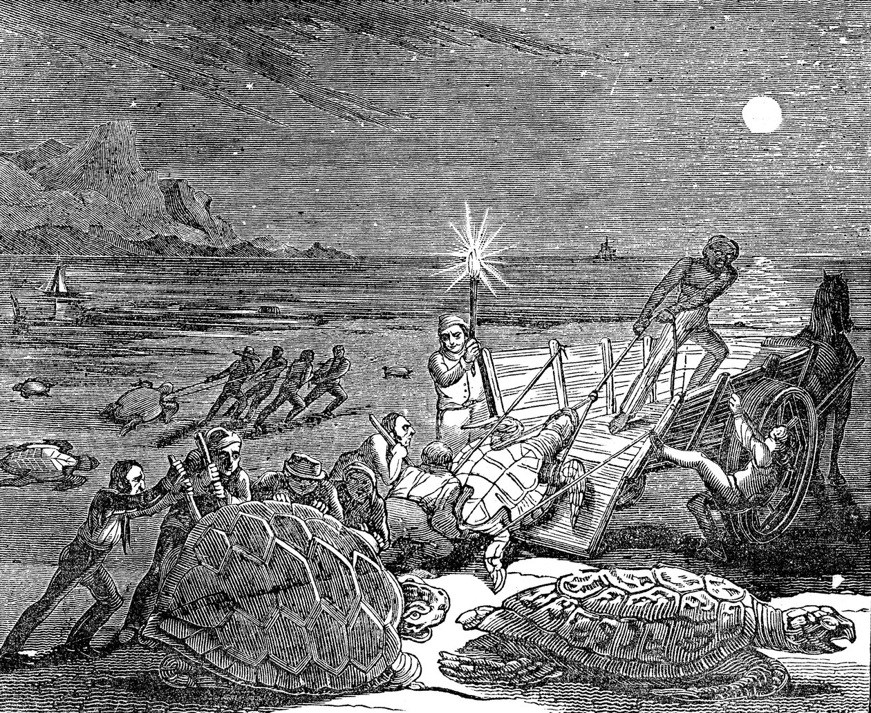 Küba kıyılarında yakalanan yeşil kaplumbağalar ve Caretta kaplumbağaları, 1832 by Unbekannt