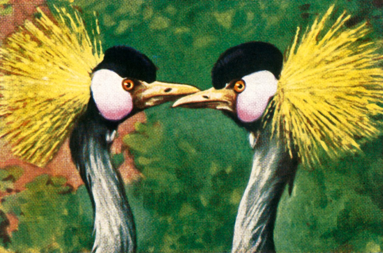 Gri taçlı vinçler, c1928. by Unbekannt