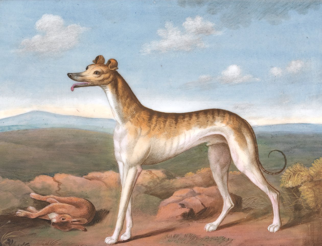 Greyhound: Sola Bakmak, Ayaklarında Ölü Bir Tavşan, ca. 1805. by Unbekannt