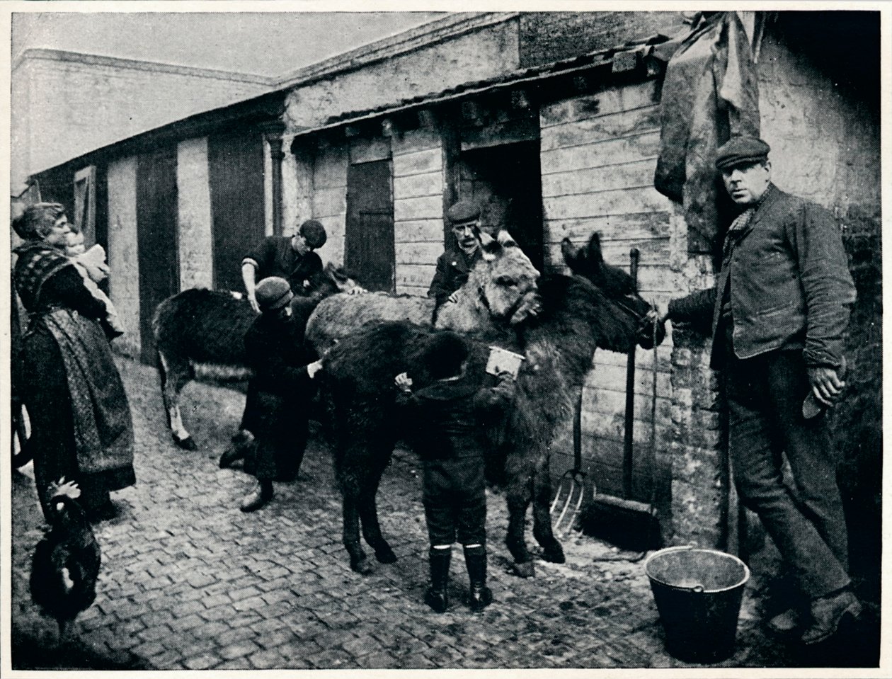 Eşeklerin tımar edilmesi, Londra, c1903 1903 by Unbekannt