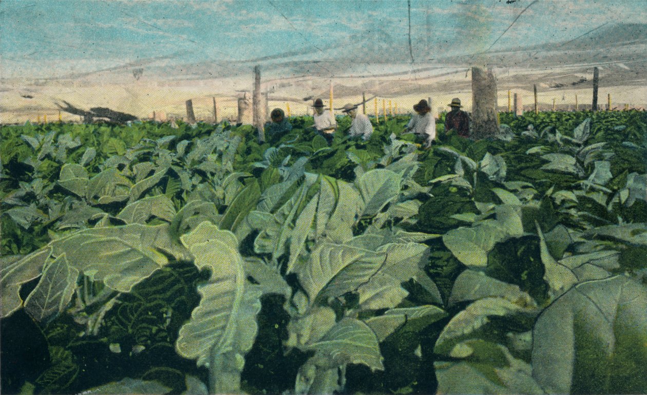 Büyüyen Tütün, Küba, 1909 by Unbekannt