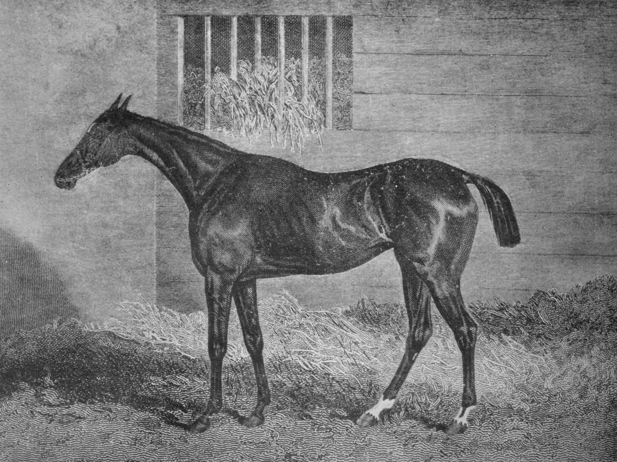 Gülnare, 19. yüzyıl, 1911 by Unbekannt
