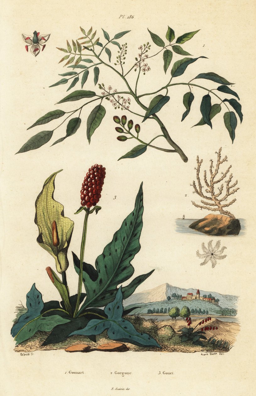Gumbo-limbo, Bursera simaruba 1, geniş deniz yelpazesi mercan veya siğil gorgonian, Eunicella verrucosa 2 ve guguk kuşu, Arum maculatum 3, Gomart, Gorgone, Gouet by Unbekannt