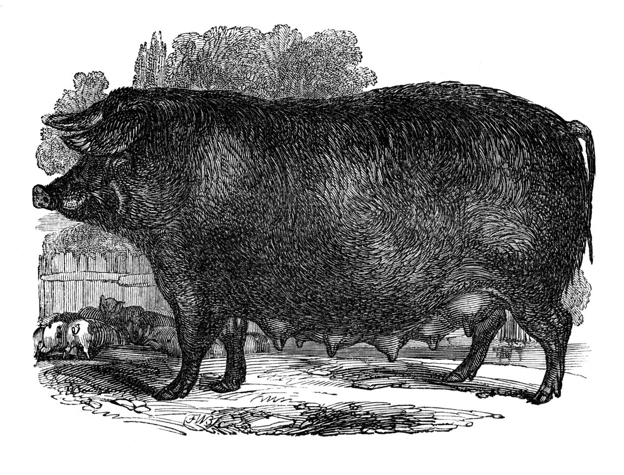 Hampshire dişi domuz, 1848 by Unbekannt