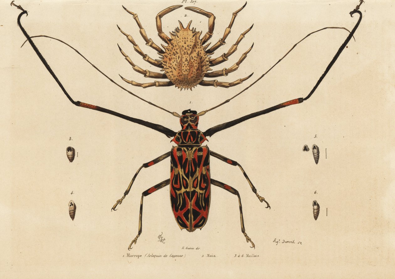 Harlequin böceği, Acrocinus longimanus 1 ve Avrupa örümcek yengeci, Maja squinado 2, Macrope (harlequin de Cayenne), maia, maillots by Unbekannt