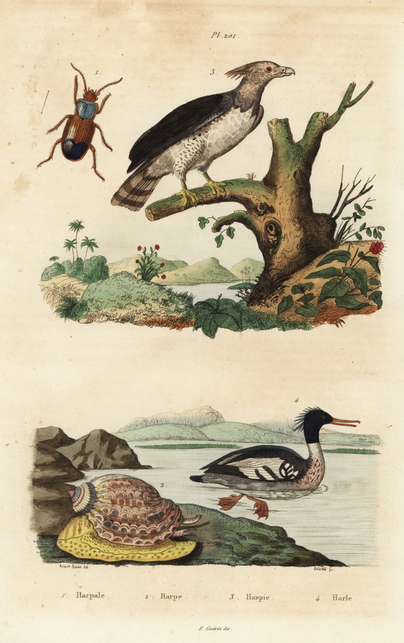 Harpia kartalı, Harpia harpyja 3, Brezilya birleşmesi, Mergus octosetaceus, kritik tehlike altında 4, Harpalus böceği 1 ve arp salyangozu, Harpa majör 2. Harpale, harpe, harpie, harle by Unbekannt