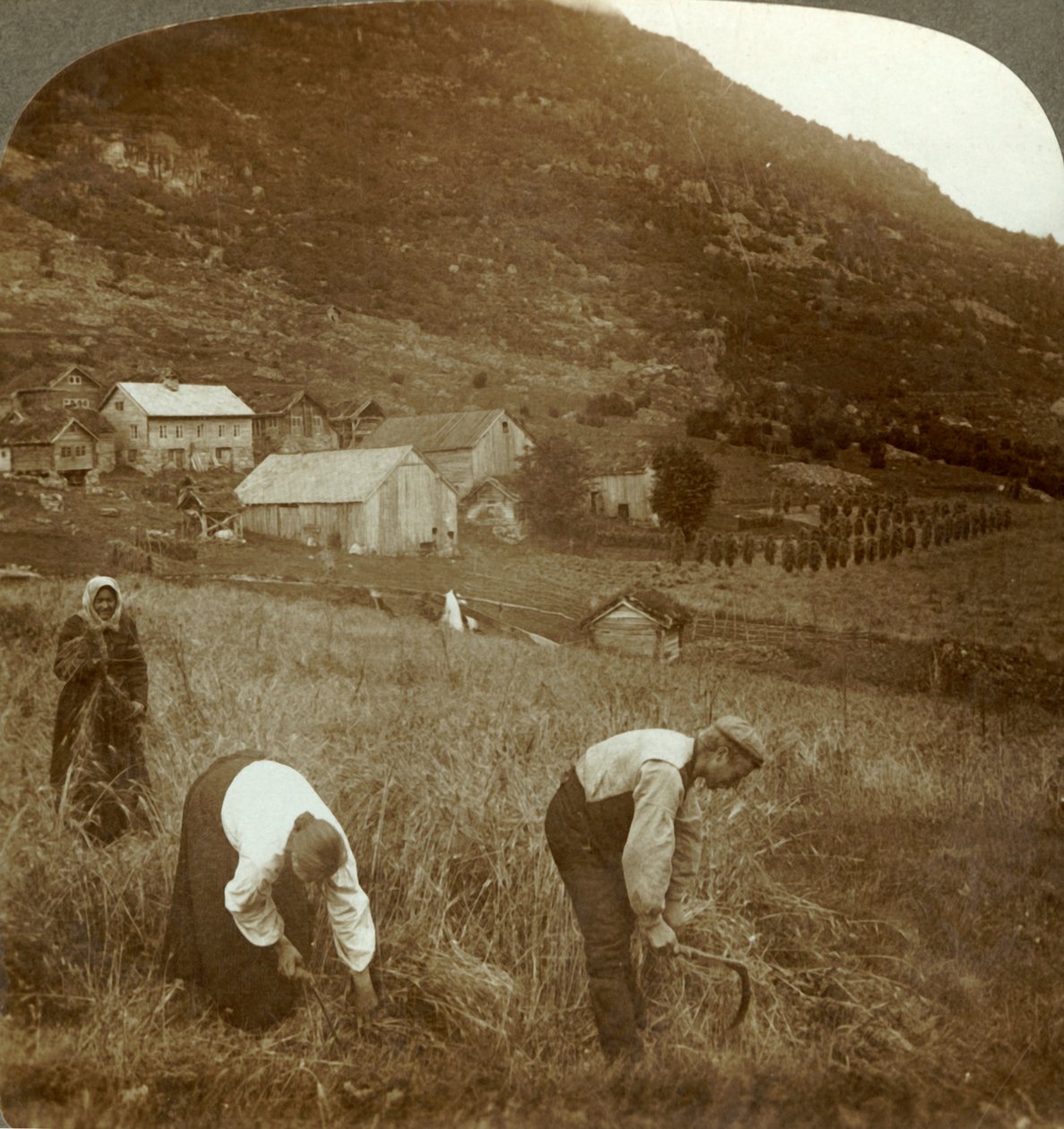 Olden, Norveç, c1905 yakınlarındaki vadide bir Mindresunde çiftliğinde arpa hasadı. by Unbekannt